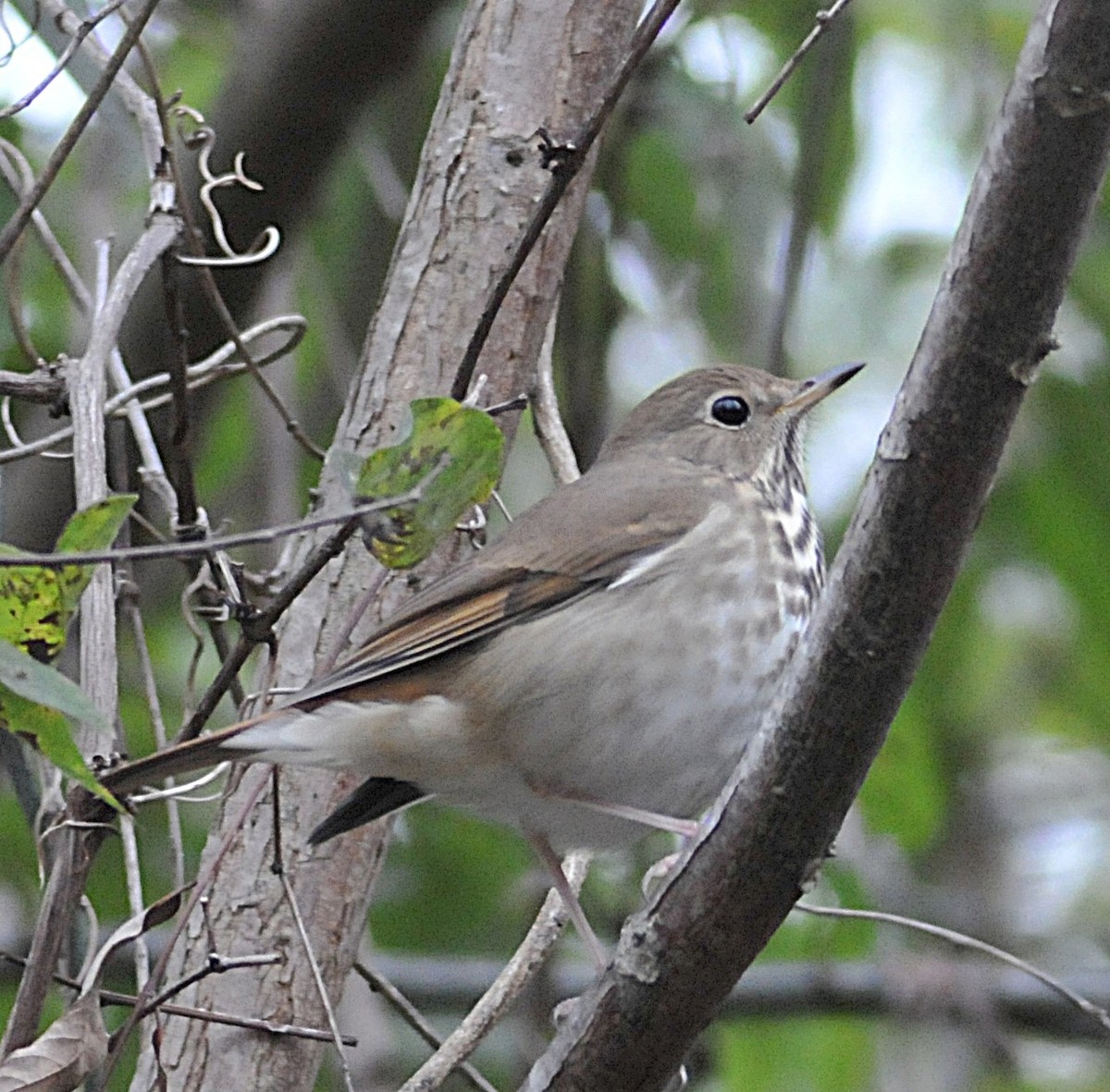 Дрізд-короткодзьоб плямистоволий - ML646559634