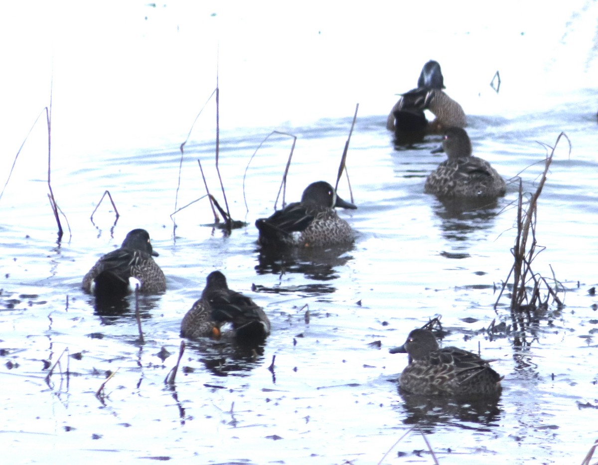 Blue-winged Teal - ML646559635