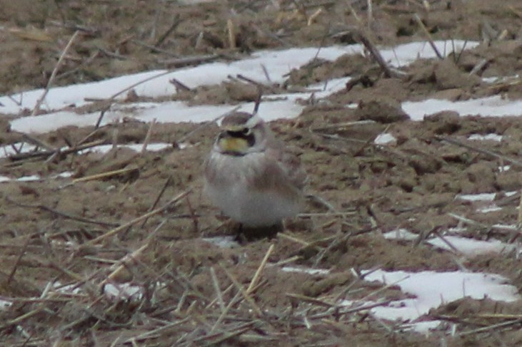 skřivan ouškatý - ML646559637