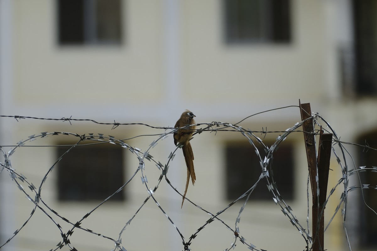 Speckled Mousebird - ML646559638