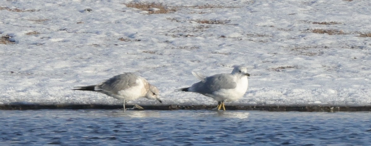 Short-billed Gull - ML646559639