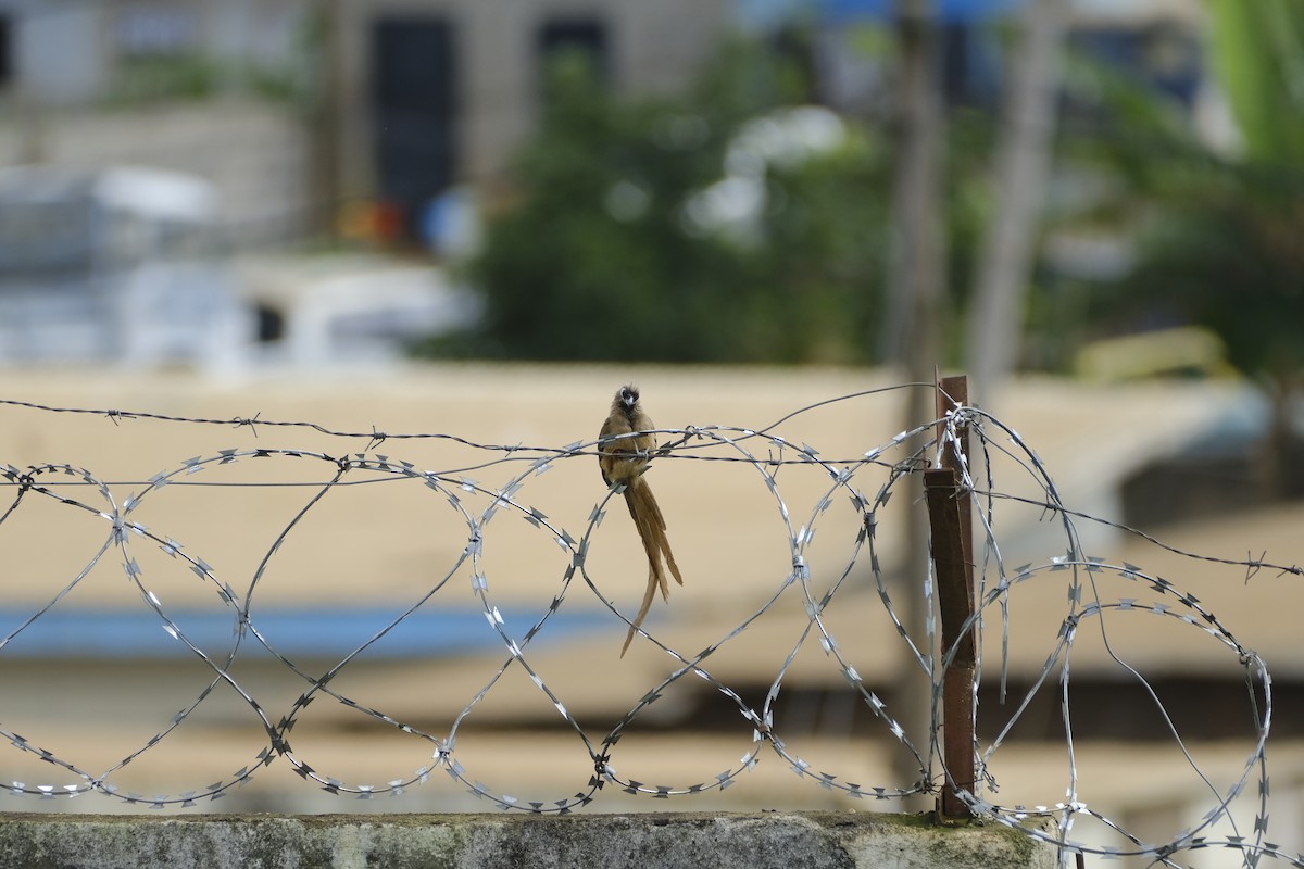 Speckled Mousebird - ML646559640