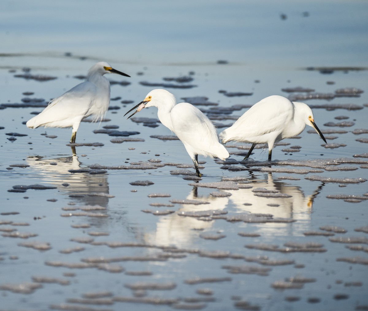 Snowy Egret - ML646559642