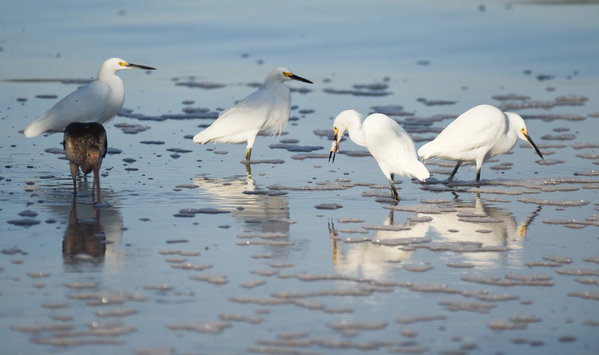 Snowy Egret - ML646559643