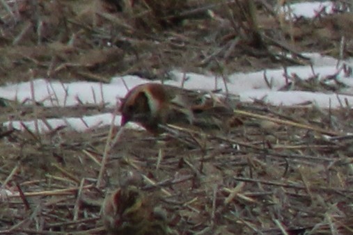 ostružka severní - ML646559644