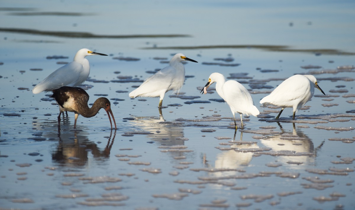 Snowy Egret - ML646559645