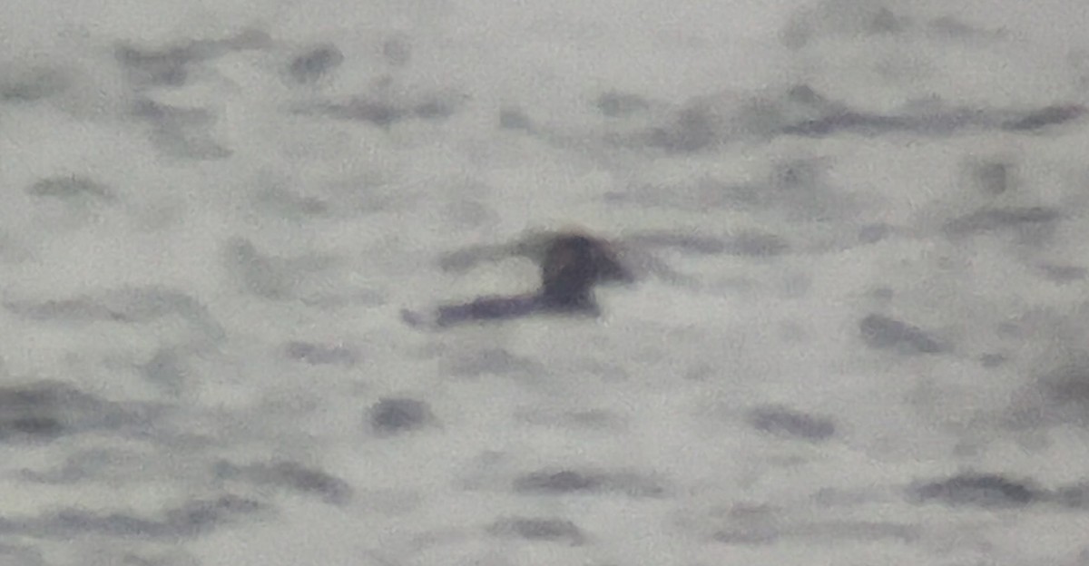 Surf Scoter - ML646559646