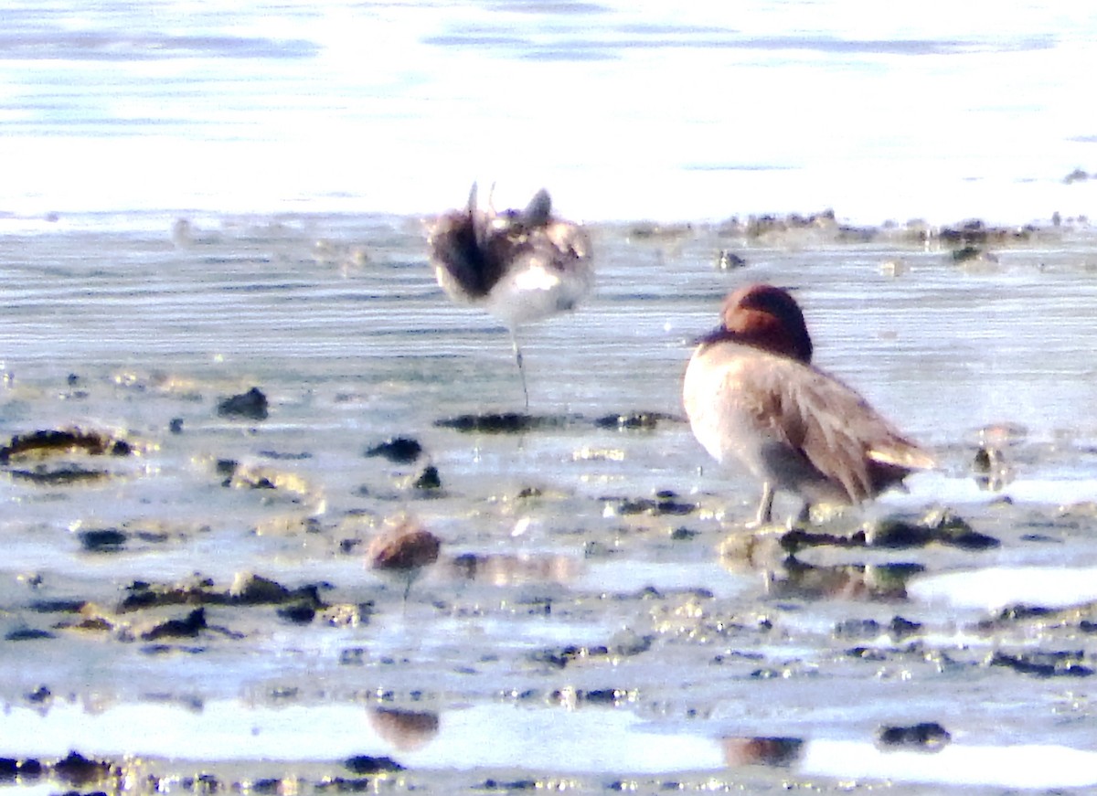 Çamurcun - ML646559648