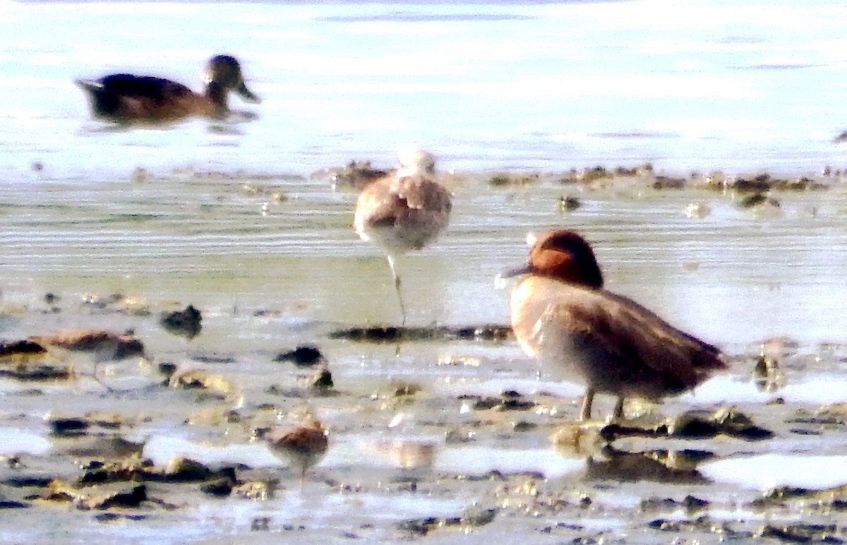 Çamurcun - ML646559649