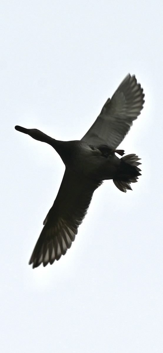 Mallard - ML646559650