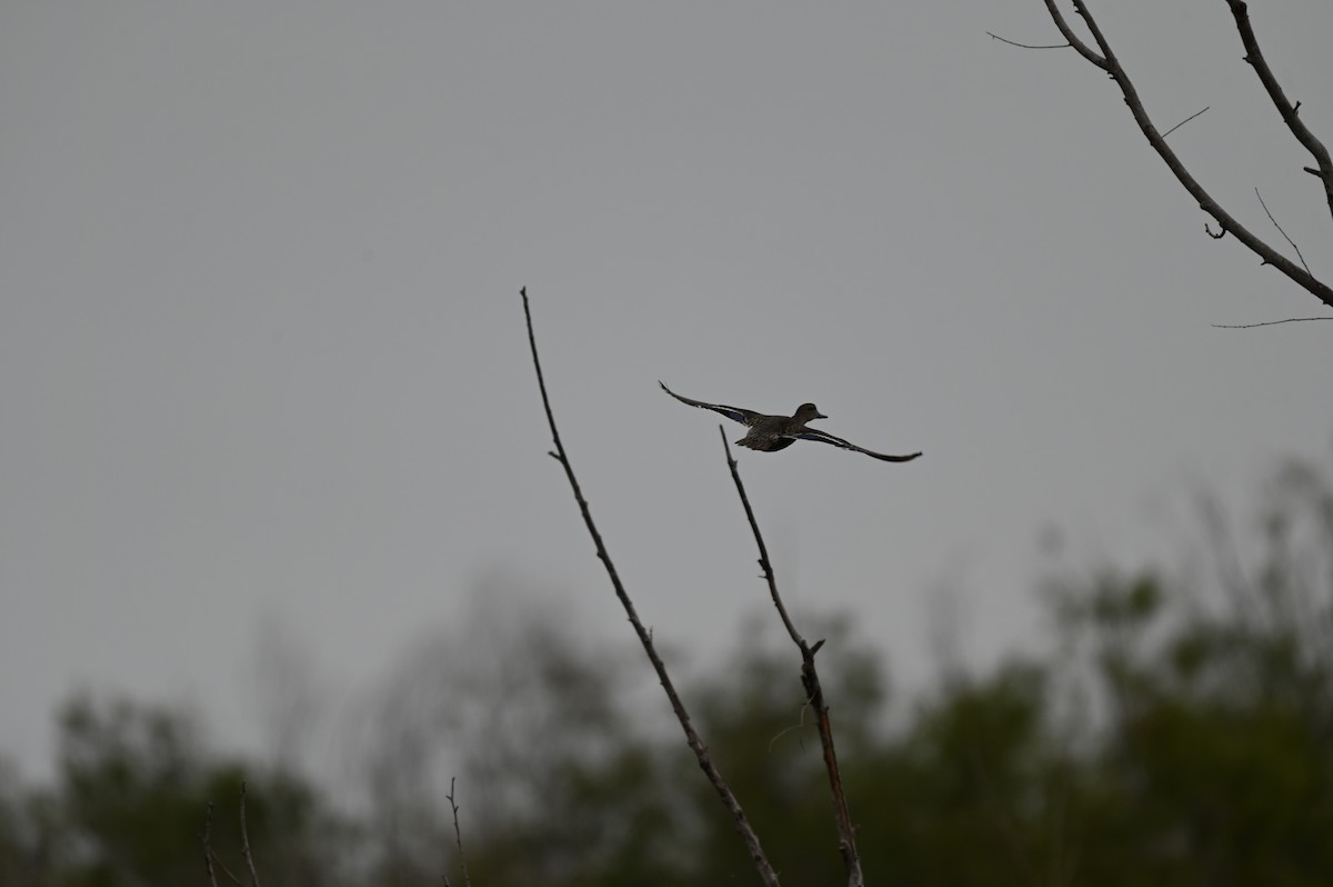 Mallard - ML646559652