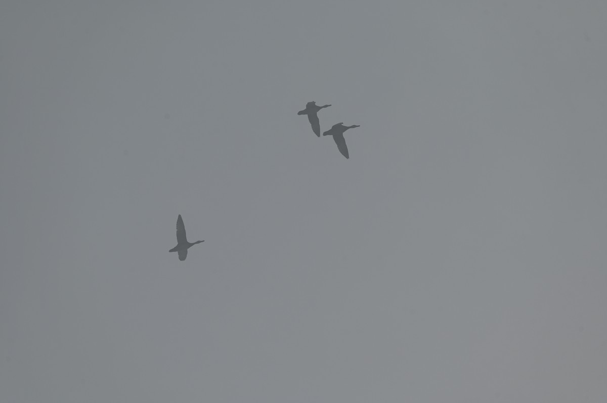 Mallard - ML646559653