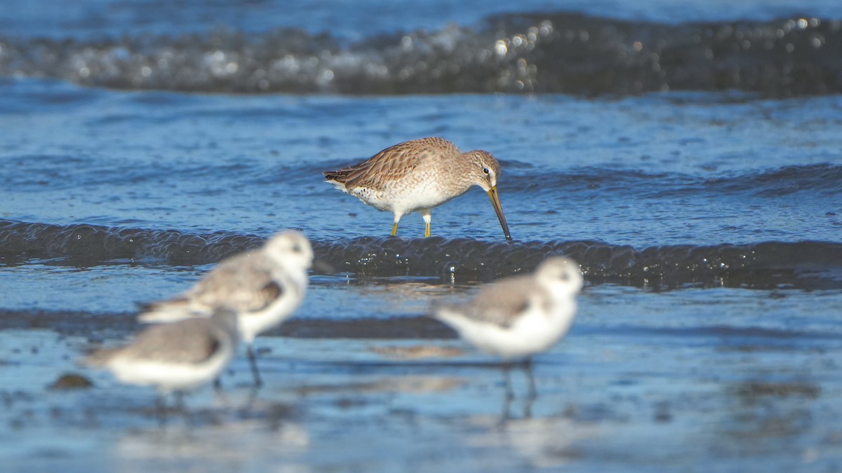Short-billed Dowitcher - ML646559654