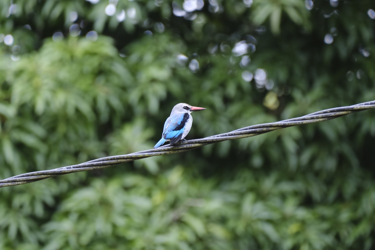 Woodland Kingfisher - ML646559656