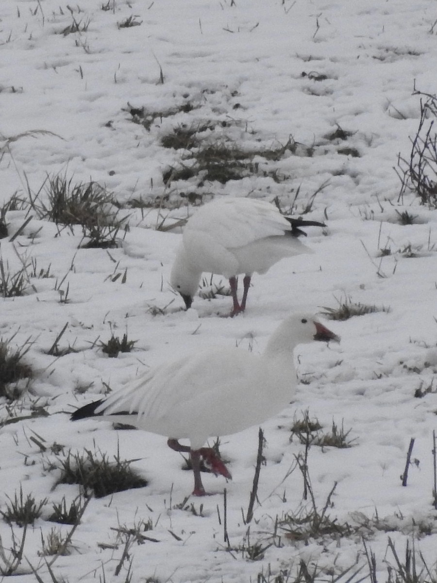 Ross's Goose - ML646559657