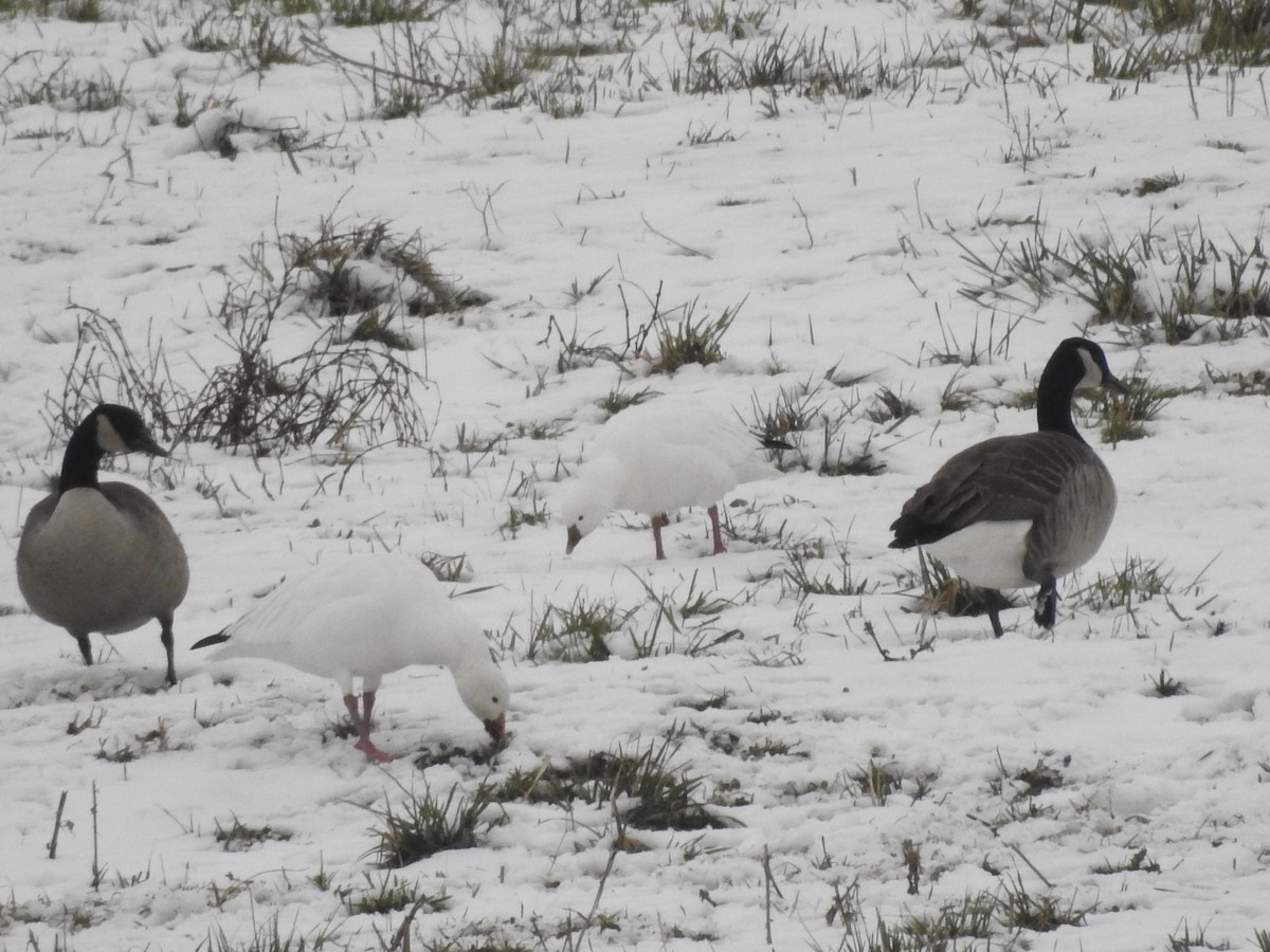 Ross's Goose - ML646559658