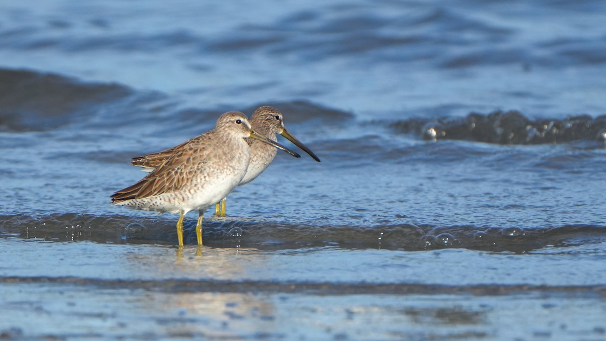 Short-billed Dowitcher - ML646559659