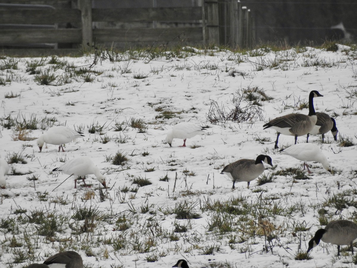 Ross's Goose - ML646559660