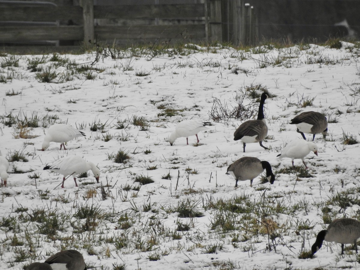 Ross's Goose - ML646559661