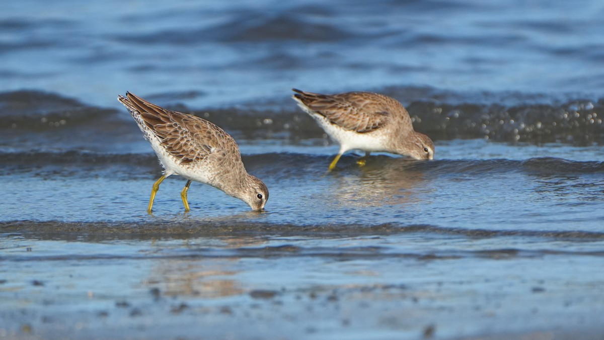 Short-billed Dowitcher - ML646559663