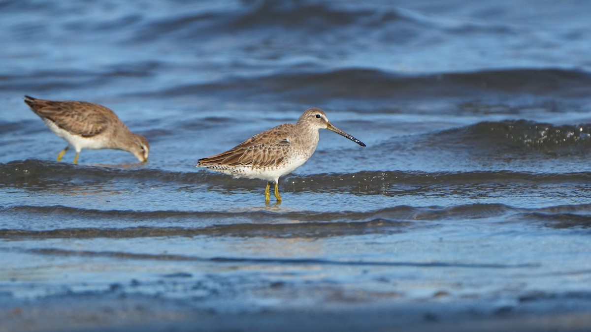 Short-billed Dowitcher - ML646559664