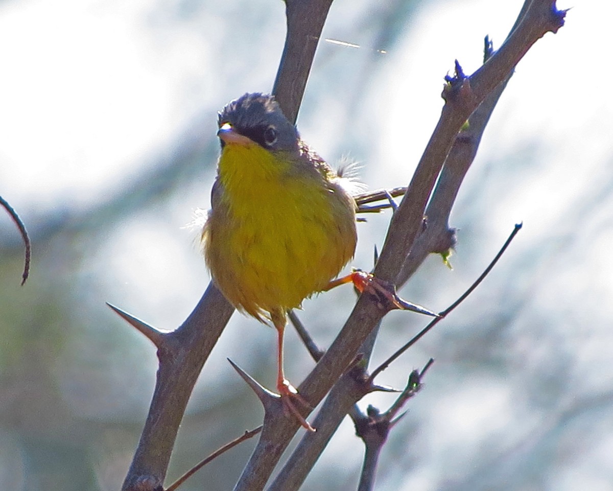 Gray-crowned Yellowthroat - ML646559665