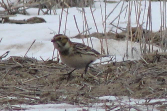 ostružka severní - ML646559666