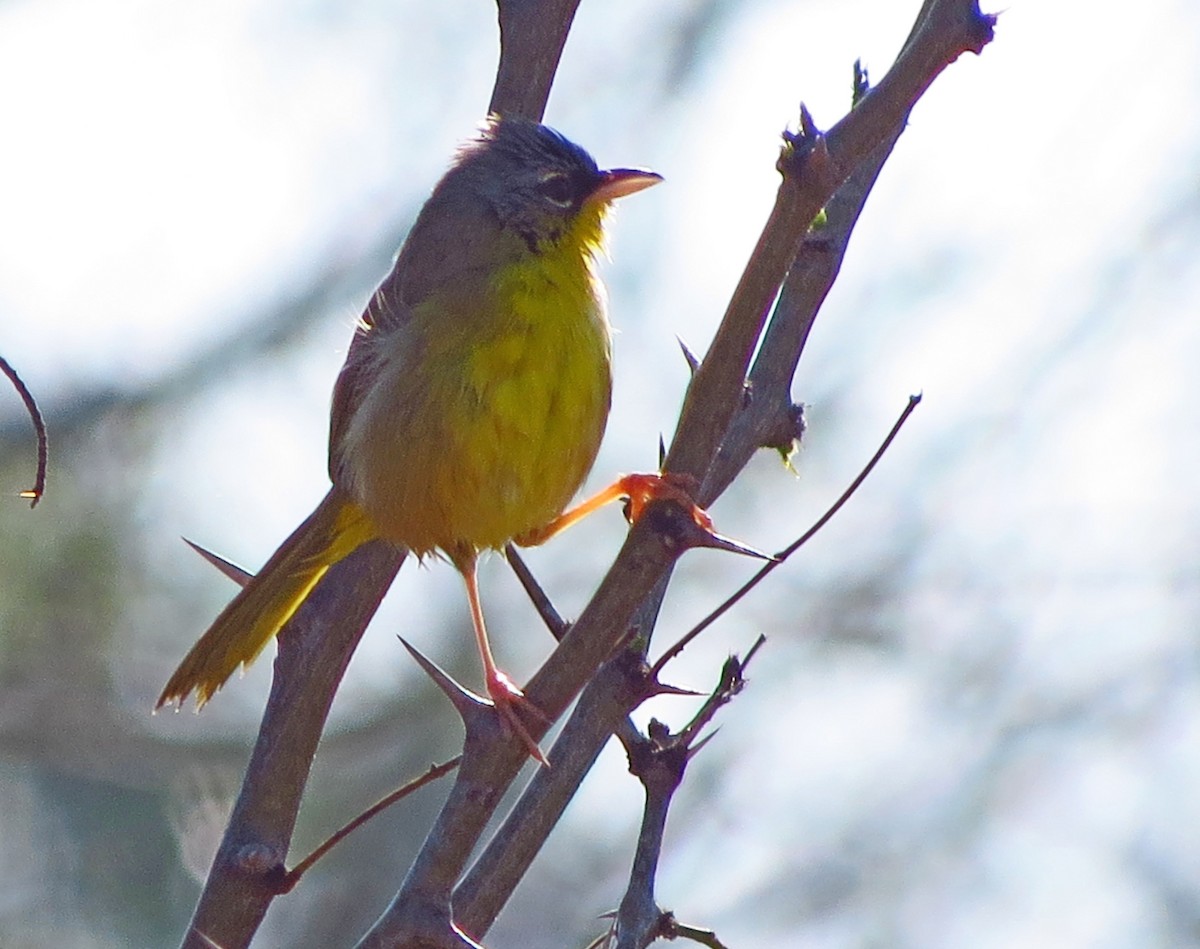 Gray-crowned Yellowthroat - ML646559667