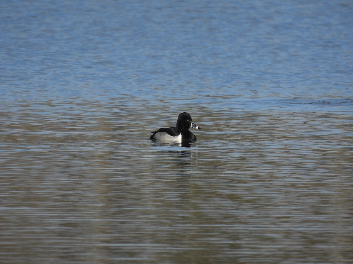 Ring-necked Duck - ML646559669