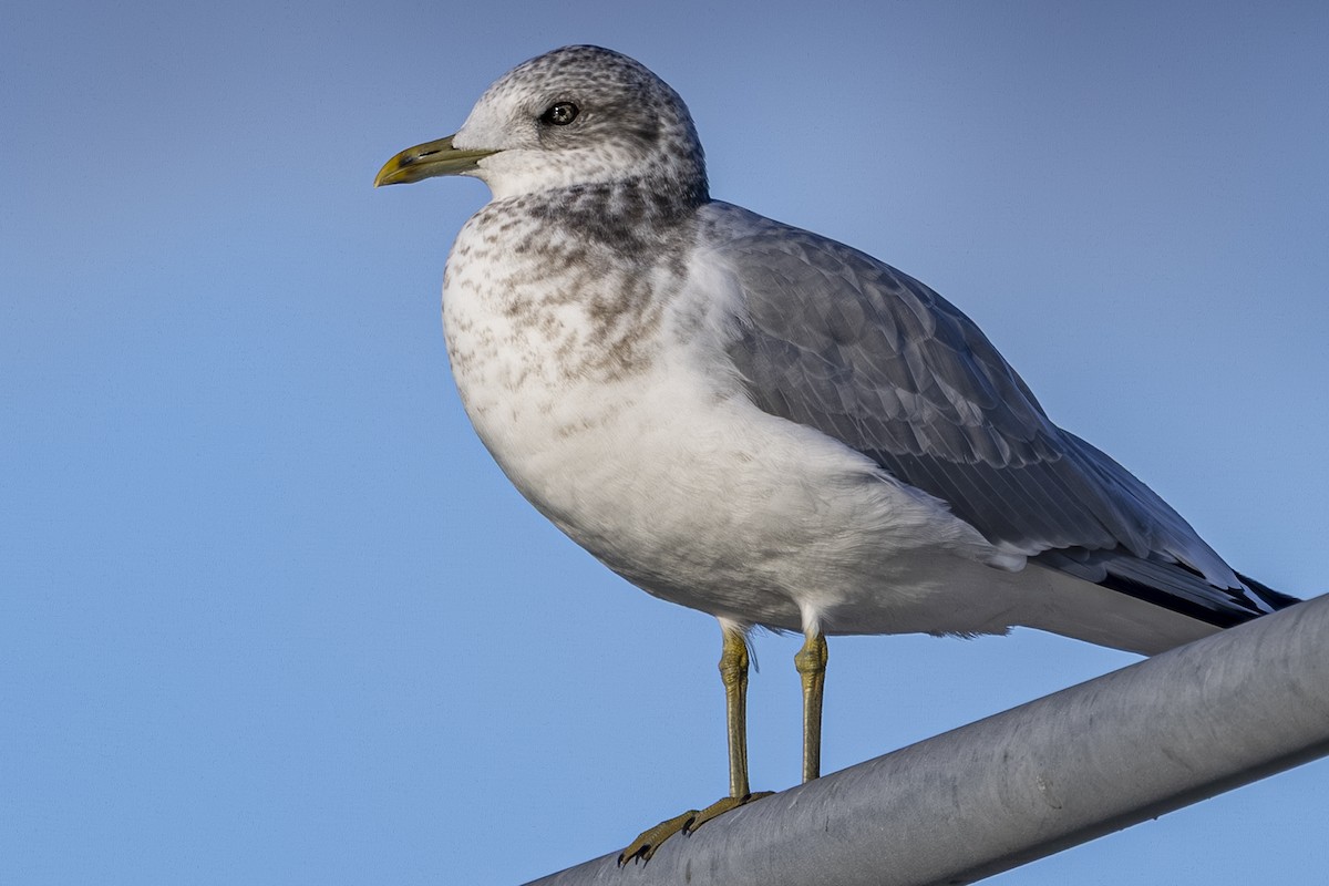 Gaviota de Alaska - ML646559670