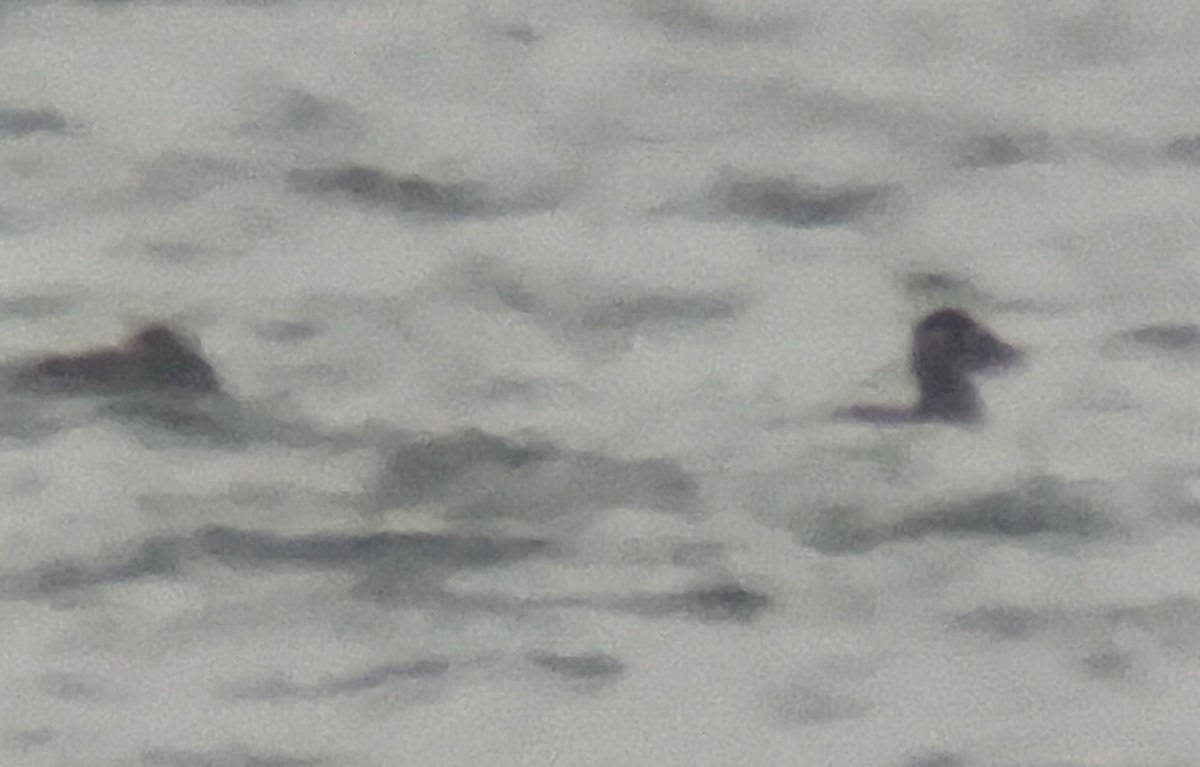 Surf Scoter - ML646559672