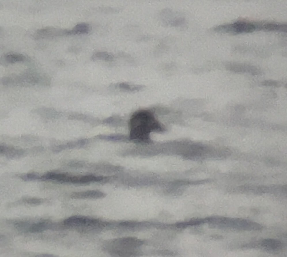 Surf Scoter - ML646559674