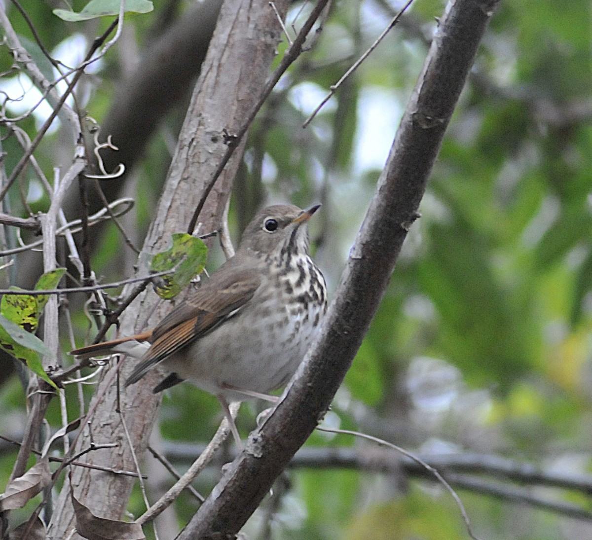 Дрізд-короткодзьоб плямистоволий - ML646559676