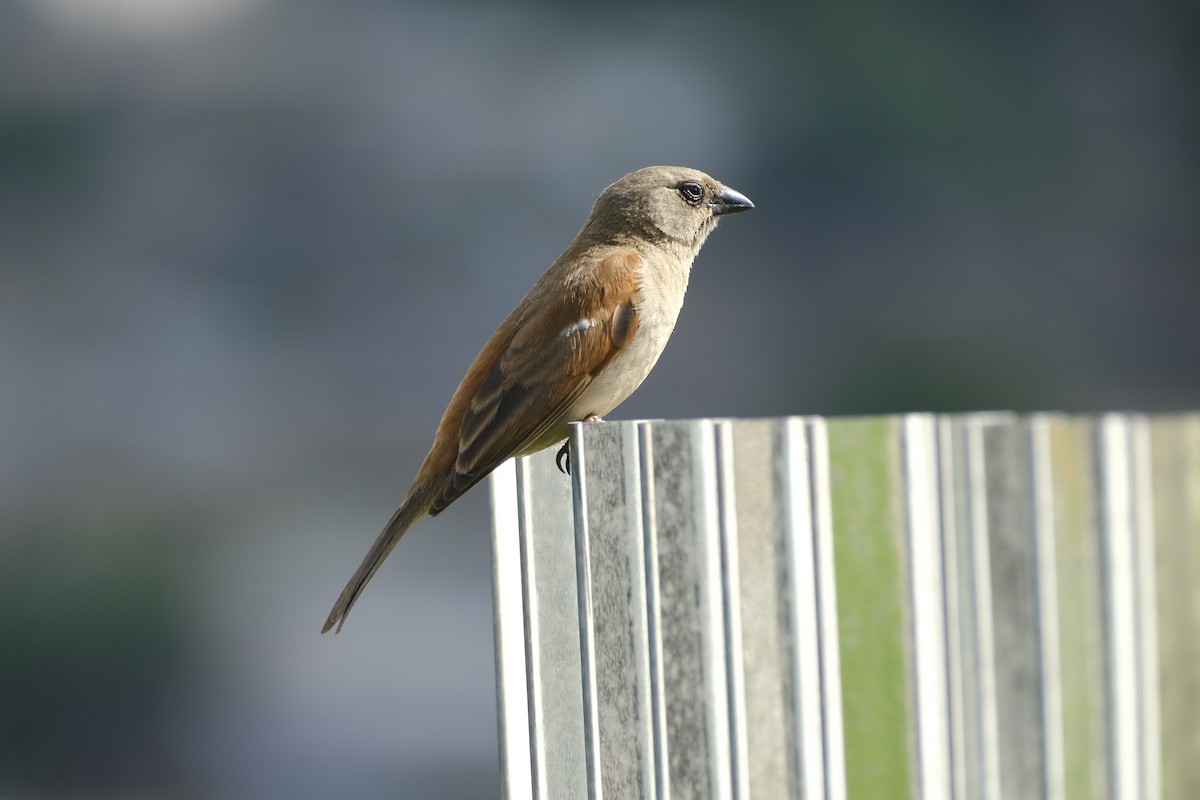 Northern Gray-headed Sparrow - ML646559677