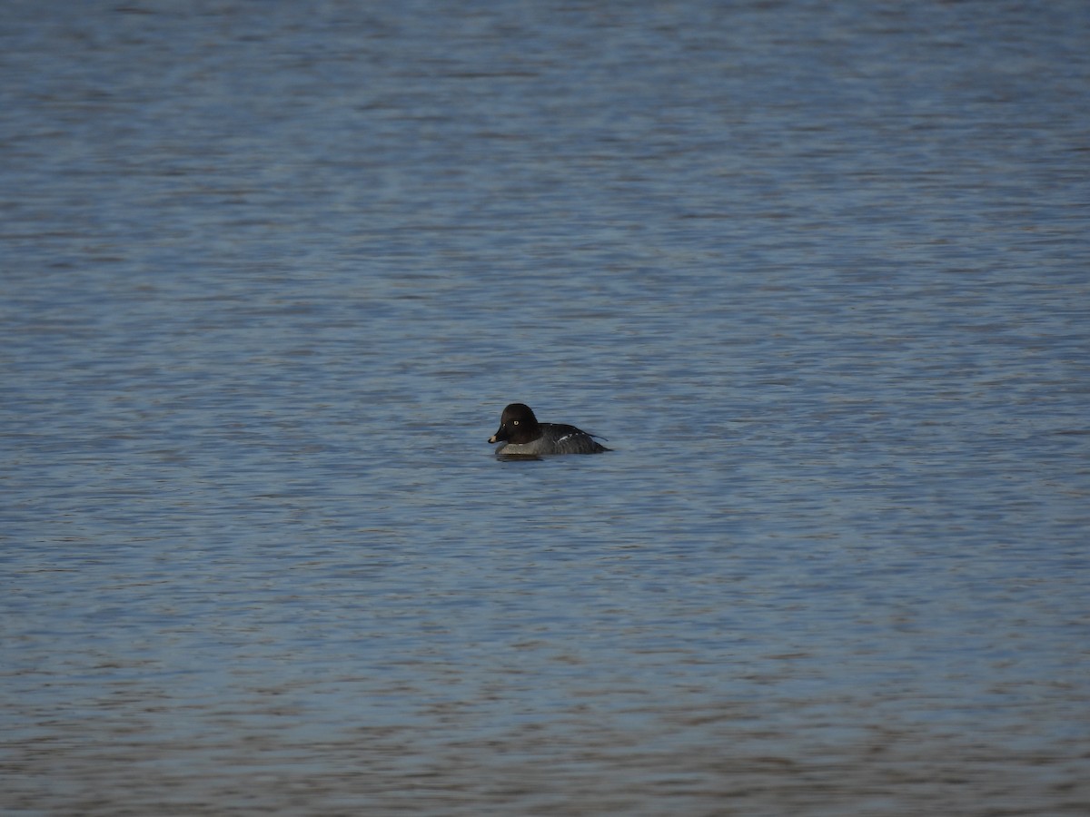 Common Goldeneye - ML646559679
