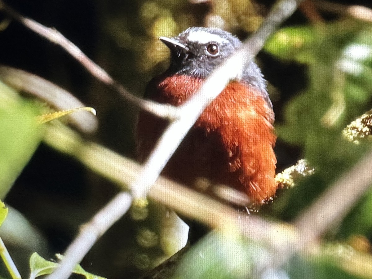Chestnut-bellied Chat-Tyrant - ML646559680