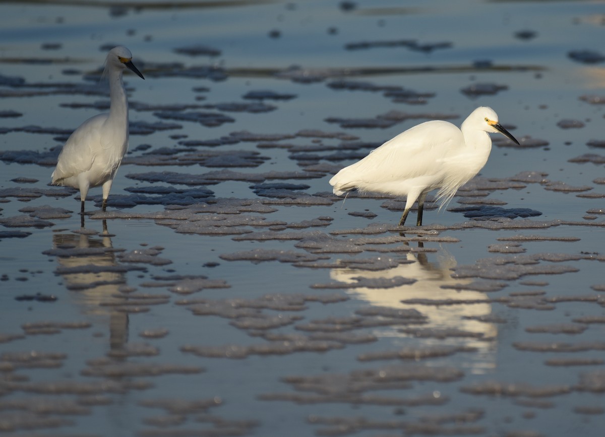 Snowy Egret - ML646559681