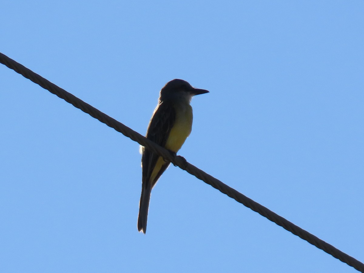 Tropical Kingbird - ML646559683