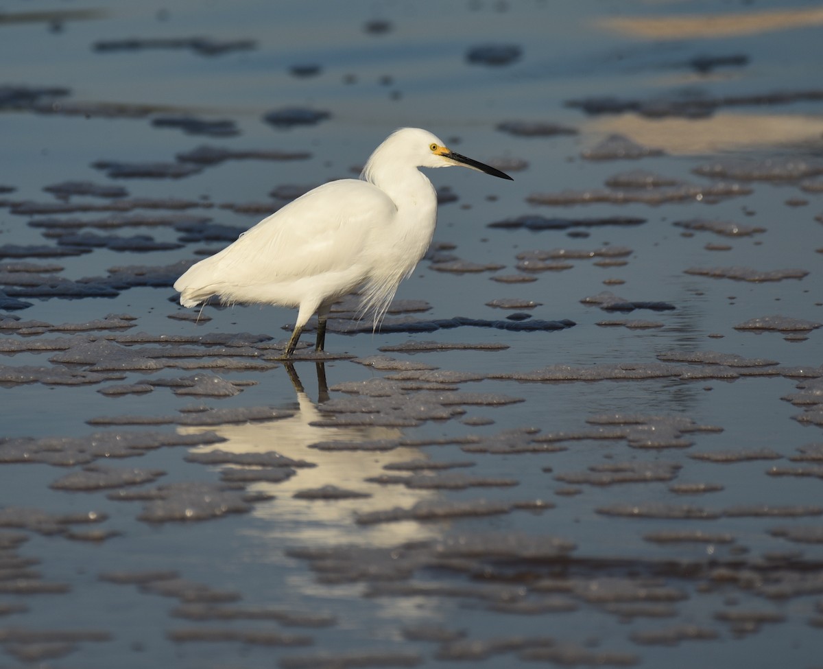 Snowy Egret - ML646559685
