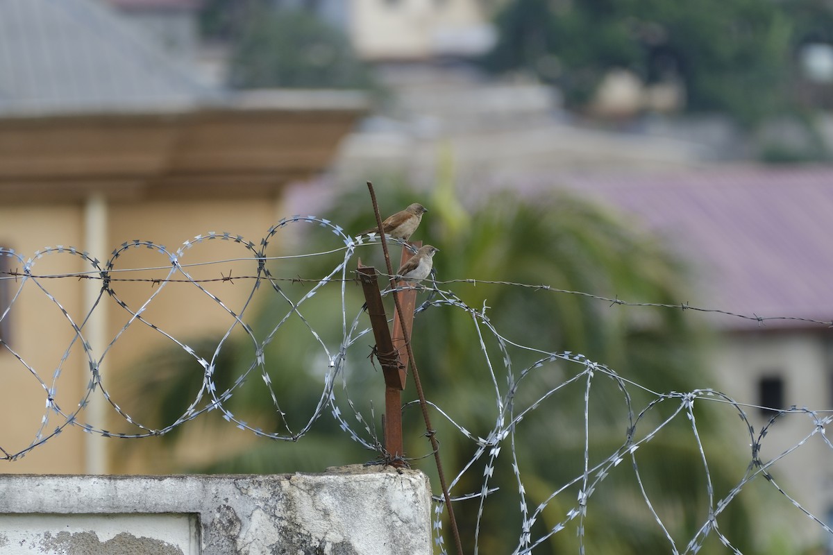 Northern Gray-headed Sparrow - ML646559688