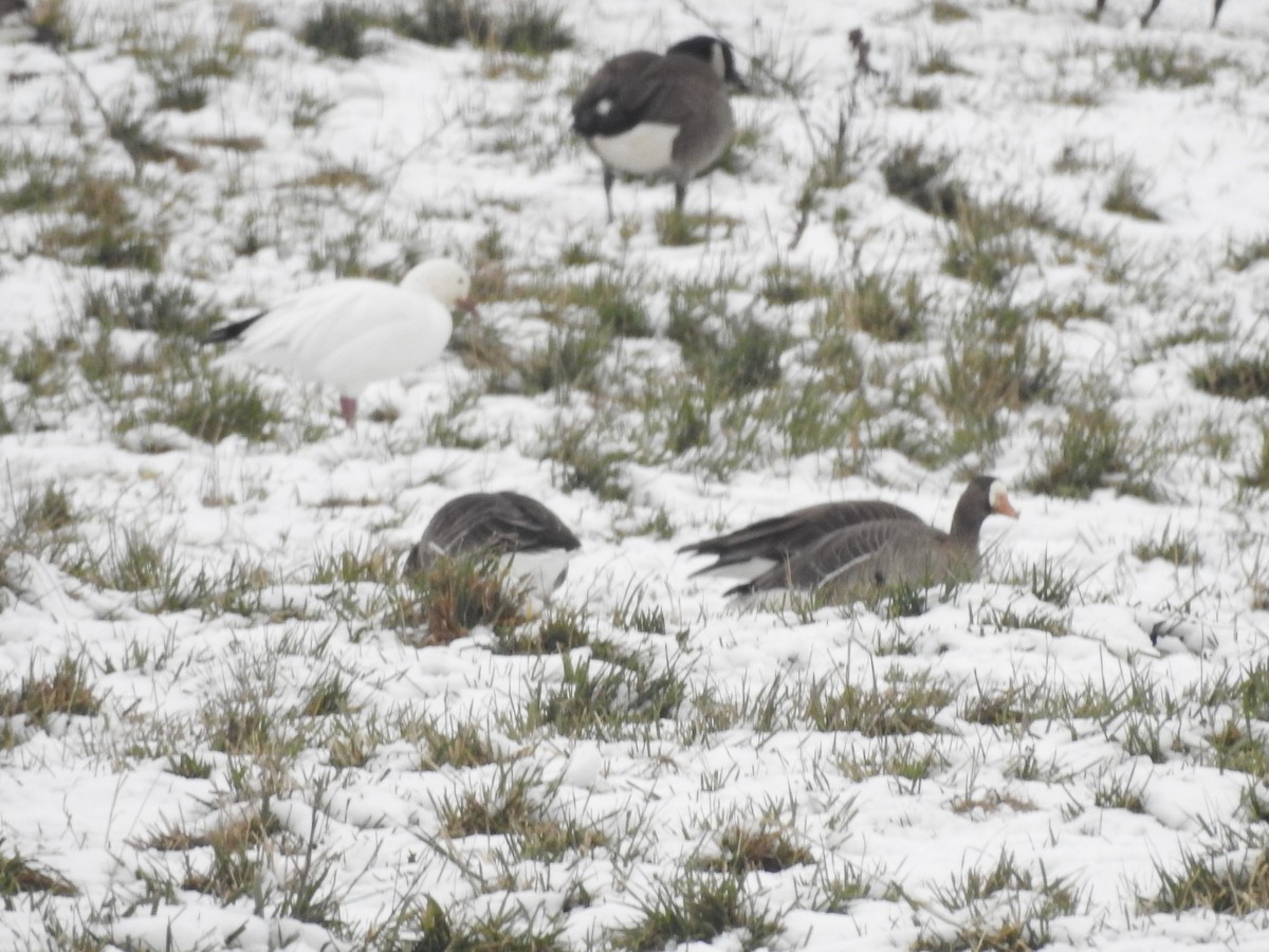 Манхин галуу - ML646559690