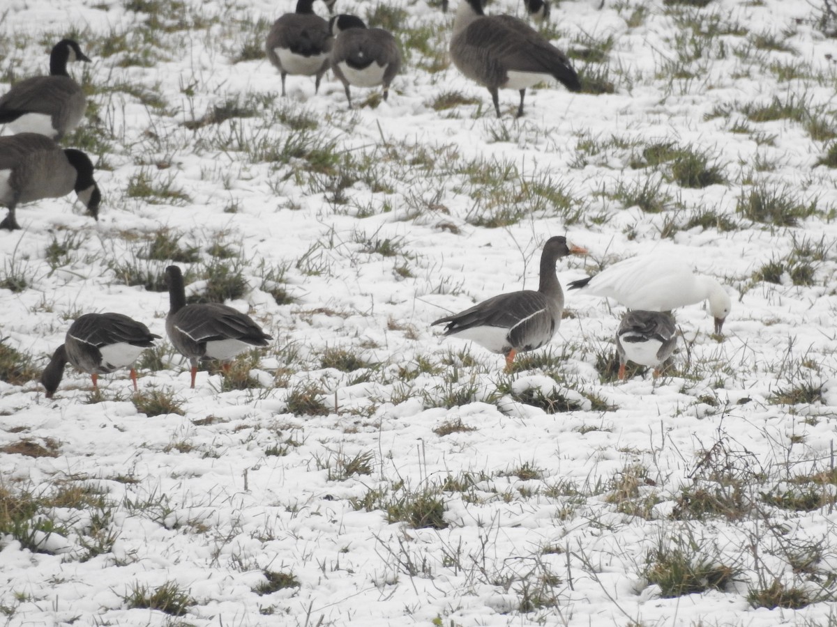 Манхин галуу - ML646559691