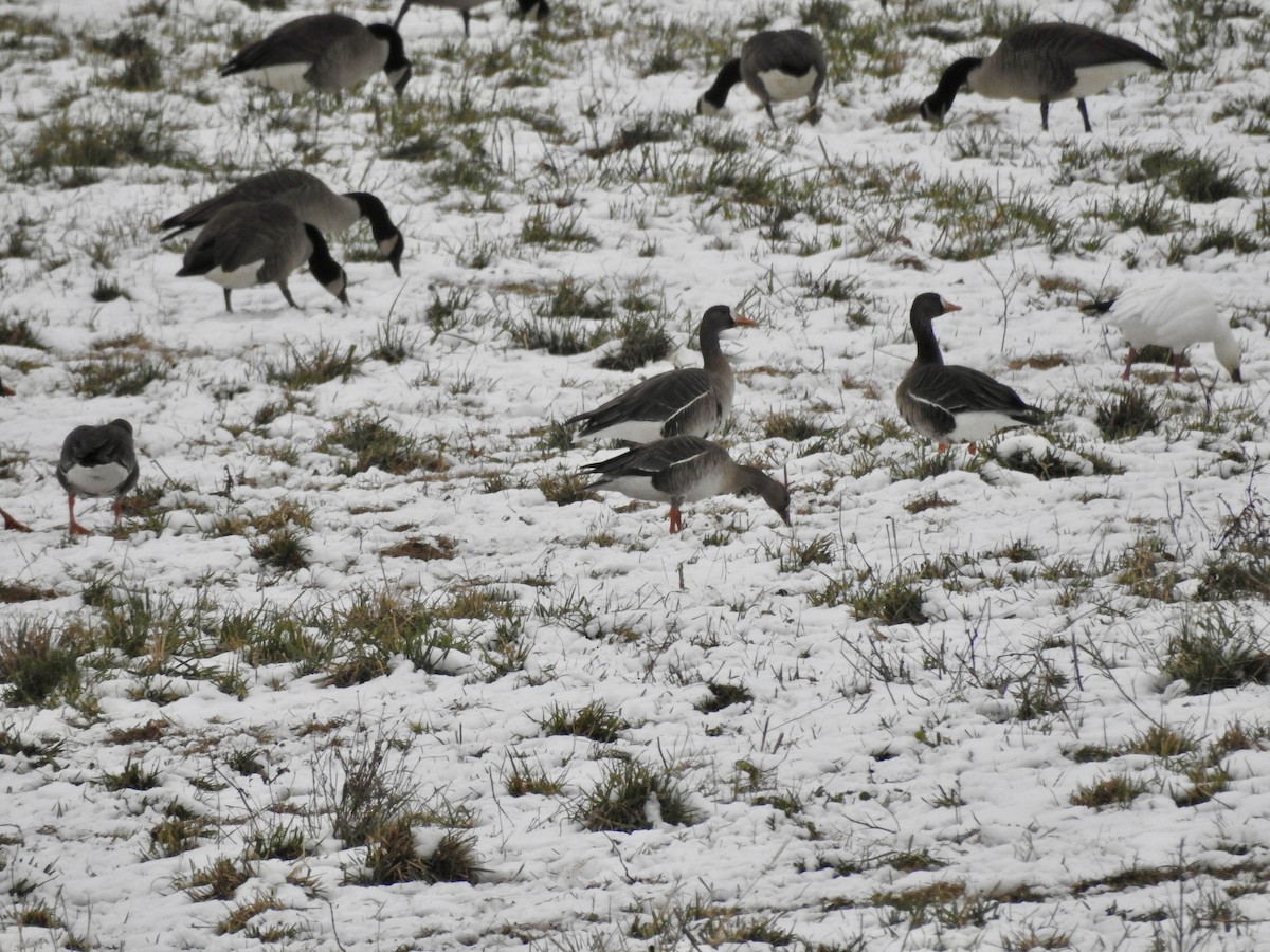 Манхин галуу - ML646559692
