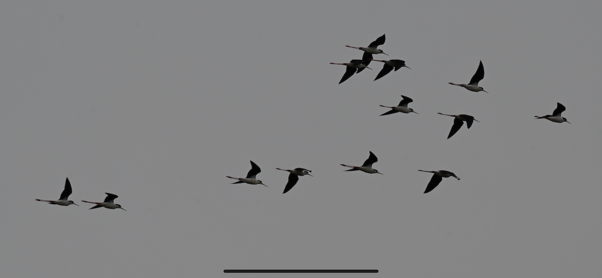 クロエリセイタカシギ - ML646559693