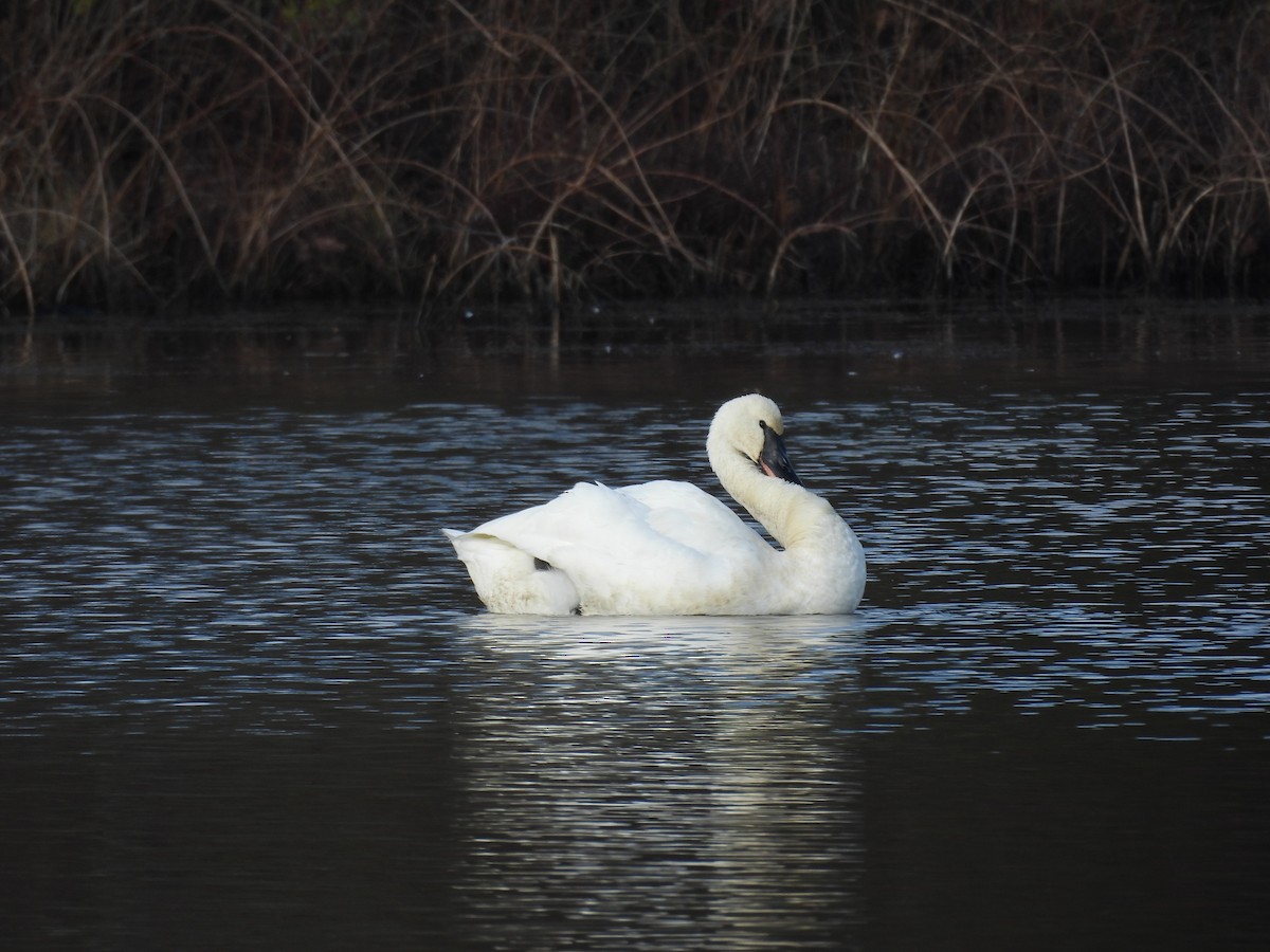 Tundra Swan - ML646559695