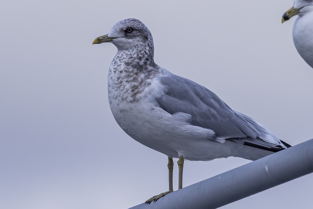 Gaviota de Alaska - ML646559696