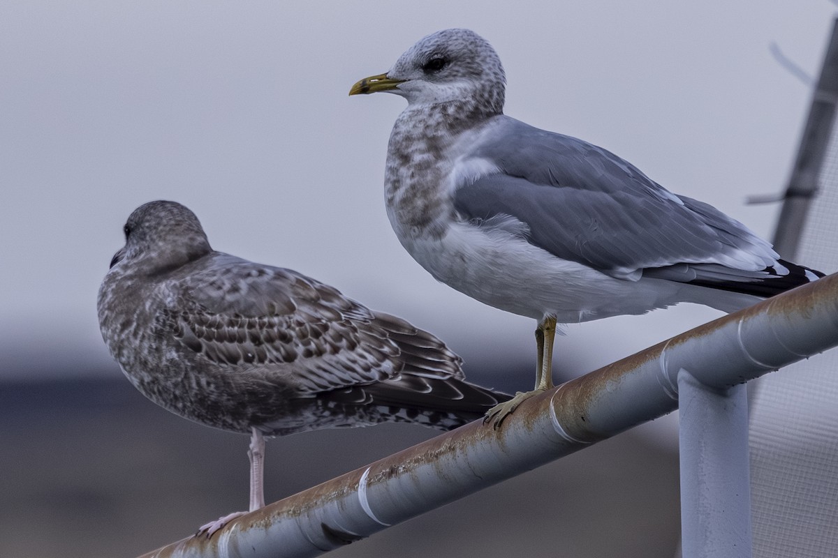 Gaviota de Alaska - ML646559697