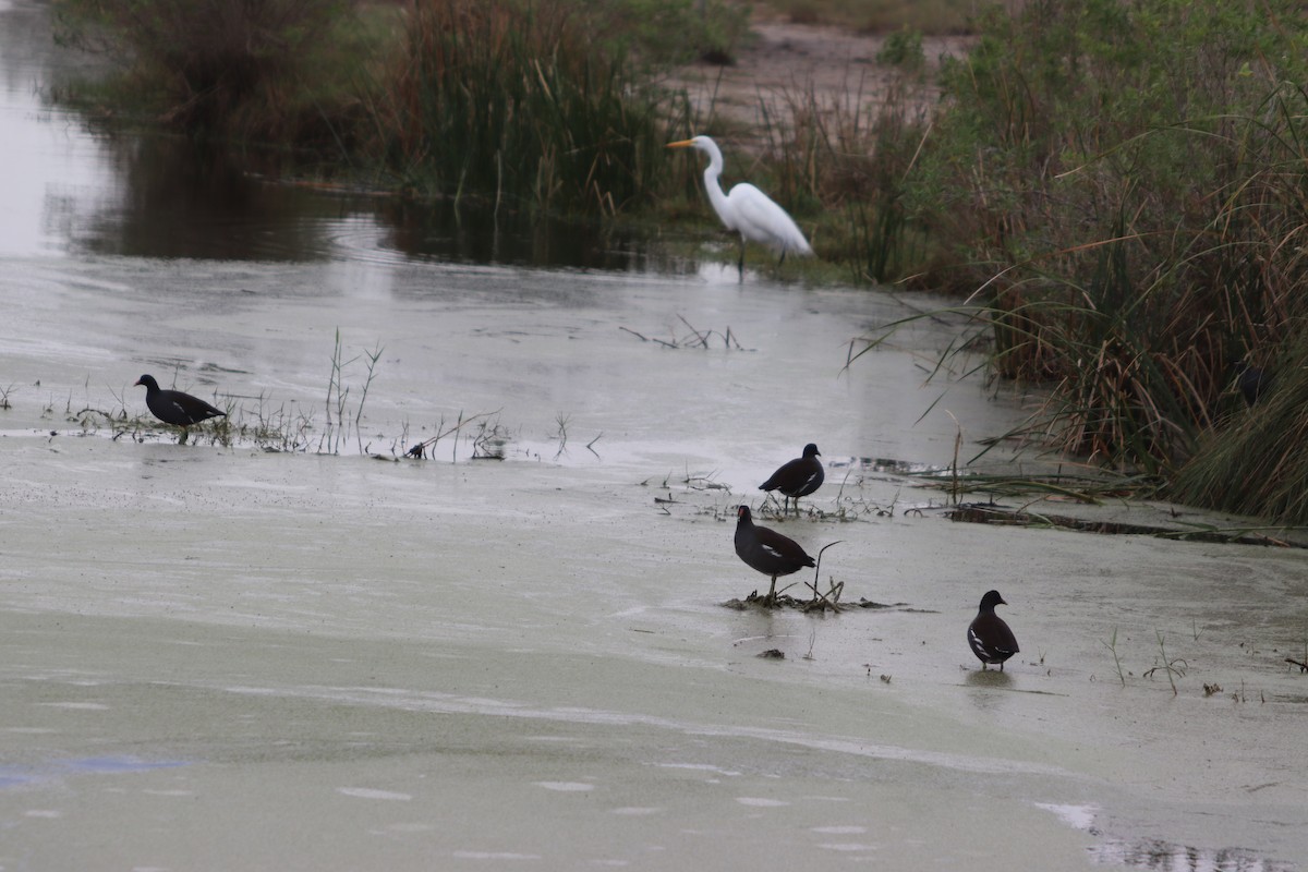 Common Gallinule - ML646559698