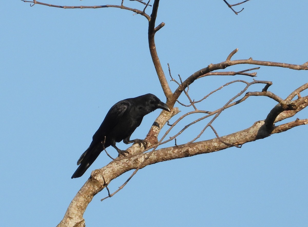 Large-billed Crow - ML646559700