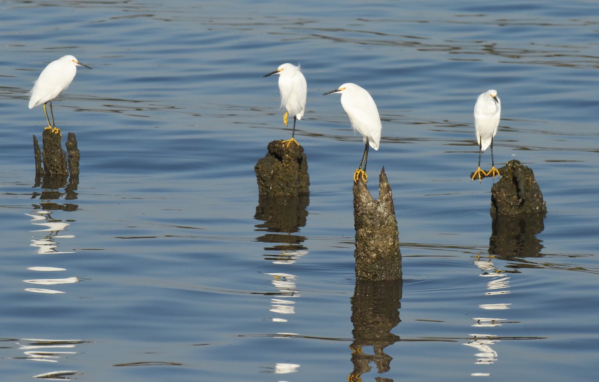 Snowy Egret - ML646559701